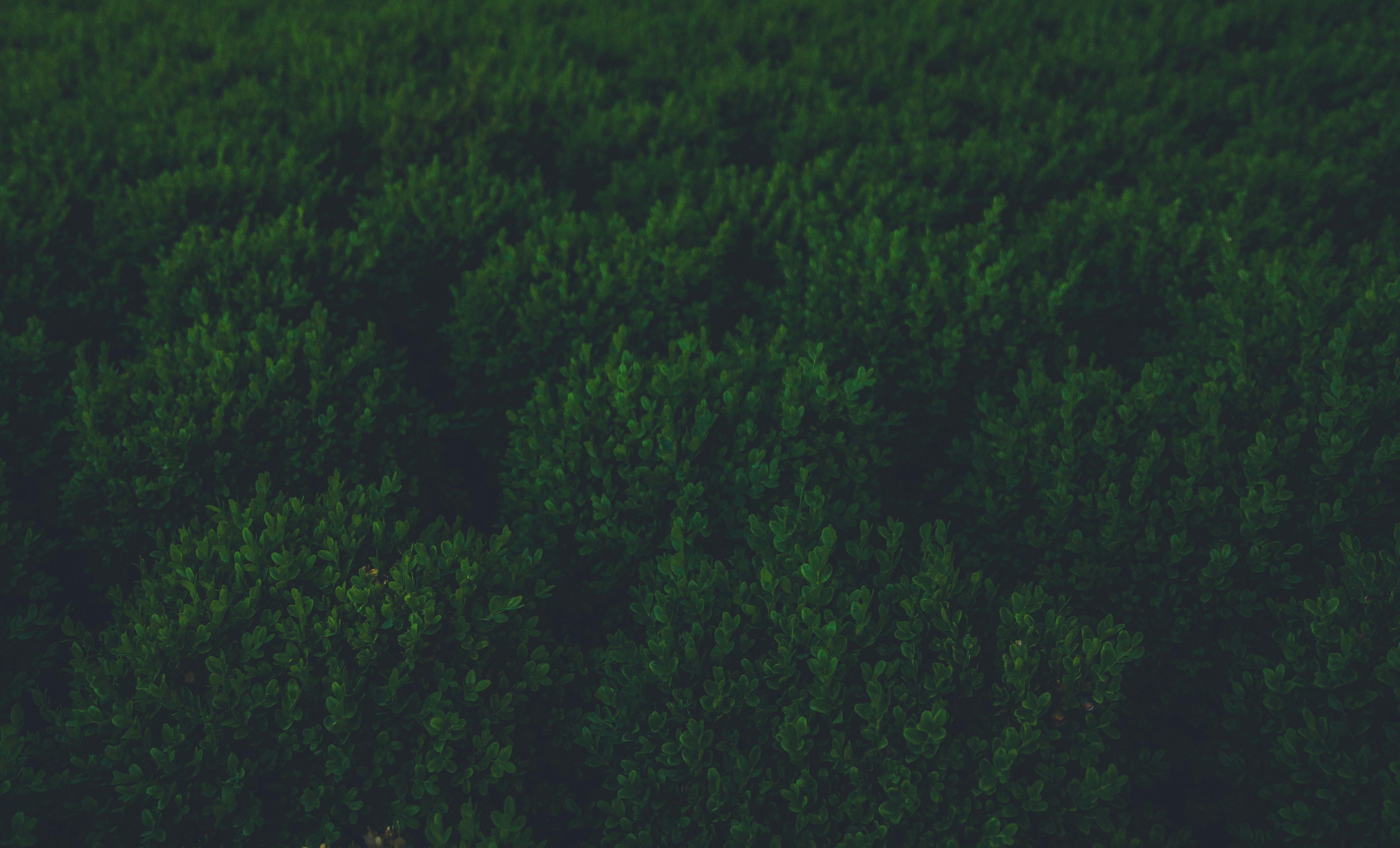 RISC-Vのロゴを中心に、IoT機器や家電、自動車などがネットワークでつながる模式図を描いたリアルなイラスト